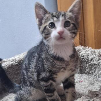 Conrad -  Domestic Short Hair Cat for Adoption in Grantsville, Utah - Conrad | PetCurious