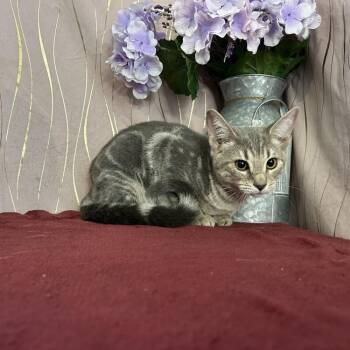 Lyric -  Domestic Short Hair Cat for Adoption in Long Beach, Mississippi - Lyric | PetCurious