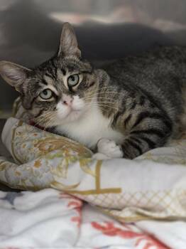 Hayden -  Domestic Short Hair Cat for Adoption in West Palm Beach, Florida - Hayden | PetCurious
