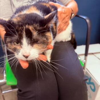 Kay -  Domestic Short Hair Cat for Adoption in Jasper, Indiana - Kay | PetCurious