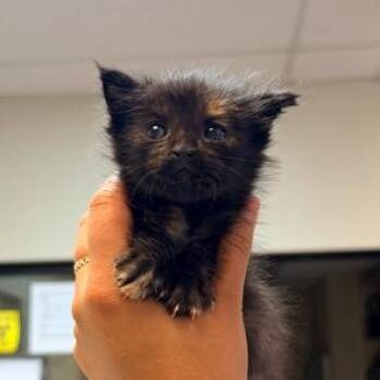 Cece -  Tortoiseshell and Domestic Short Hair Cat for Adoption in Lodi, California - Cece | PetCurious