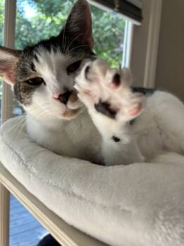 Rescue Domestic Short Hair Cats for Adoption in Glen Raven, North Carolina - McFlurry | PetCurious