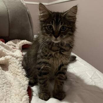 French Fry -  Domestic Long Hair Cat for Adoption in Pikesville, Maryland - French Fry | PetCurious