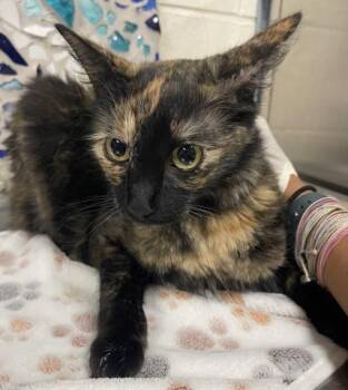 CALLIE -  Domestic Medium Hair Cat for Adoption in Pensacola, Florida - CALLIE | PetCurious