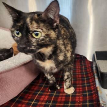 Domestic Short Hair Cats Available for Adoption in Evensville, Tennessee - Charlotte | PetCurious