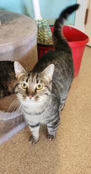 Stripey -  Domestic Short Hair and Tabby Cat for Adoption in Fairfield, Iowa - Stripey | PetCurious