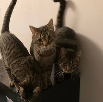 Rescue Domestic Short Hair Cats for Adoption in Macedonia, Ohio - 3 Amigos Bonded With Female Amigos | PetCurious