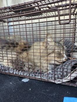 Domestic Medium Hair Cats Available for Adoption - DOT | PetCurious