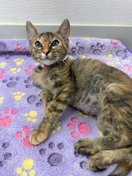 Lillian -  Domestic Short Hair Cat for Adoption in Denham Springs, Louisiana - Lillian | PetCurious