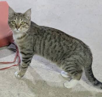 Rescue Domestic Short Hair Cats for Adoption in Taycheedah, Wisconsin - Teena | PetCurious