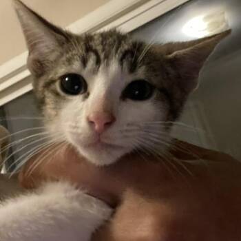 Diana -  Domestic Short Hair Cat for Adoption in Bel Air, Maryland - Diana | PetCurious