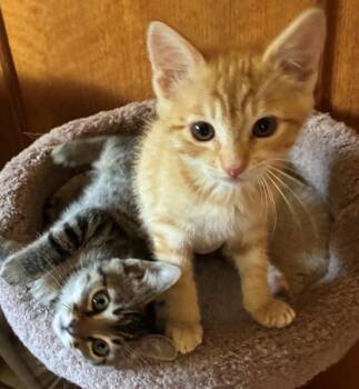 Burt & Meg -  Tabby and Domestic Short Hair Cat for Adoption in San Luis Obispo, California - Burt & Meg | PetCurious