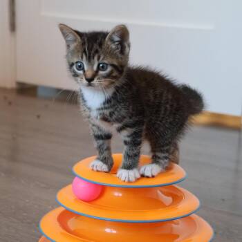 26-228 Siena -  Domestic Short Hair Cat for Adoption in North Branford, Connecticut - 26-228 Siena | PetCurious