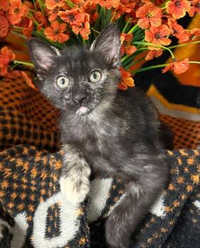 Domestic Short Hair Cats Available for Adoption in Stillwater, Oklahoma - 2/26/26 Mary | PetCurious