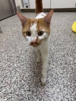 Judd -  Domestic Short Hair Cat for Adoption in Westland, Michigan - Judd | PetCurious
