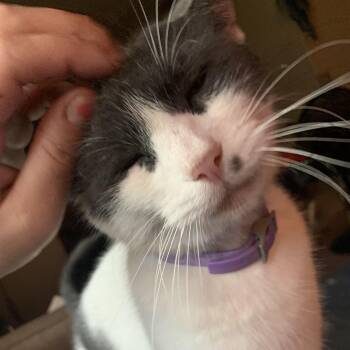 Eva -  Domestic Short Hair Cat for Adoption in Midland, Michigan - Eva | PetCurious