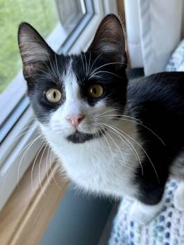Darryl -  Domestic Short Hair Cat for Adoption in Salem, Ohio - Darryl | PetCurious
