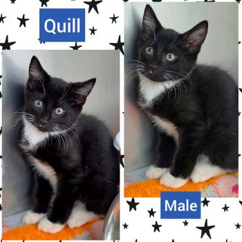 Quill -  Domestic Short Hair Cat for Adoption in Beaverton, Oregon - Quill | PetCurious