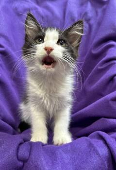 Bandit -  Domestic Long Hair Cat for Adoption in Riverside, California - Bandit | PetCurious