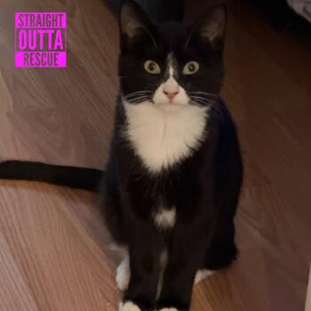 Olivia -  Domestic Short Hair Cat for Adoption in Vancouver, British Columbia - Olivia | PetCurious
