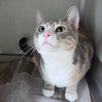 Domestic Short Hair Cats Available for Adoption in Chattanooga, Tennessee - Ivy | PetCurious