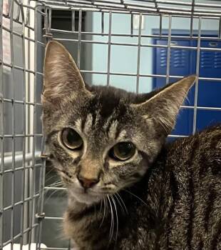 RUBEN -  Domestic Short Hair Cat for Adoption in Dallas, Texas - RUBEN | PetCurious