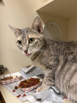 Rescue Domestic Short Hair Cats for Adoption in Atlanta, Georgia - Cloud | PetCurious