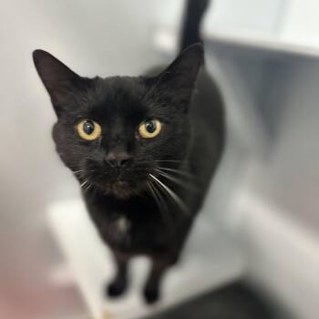 Domestic Short Hair Cats Available for Adoption in Mission, British Columbia - Panther | PetCurious