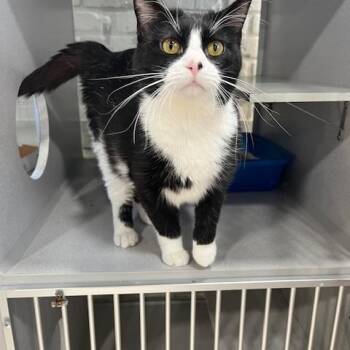 Domestic Short Hair Cats Available for Adoption in Webster City, Iowa - Juniper | PetCurious
