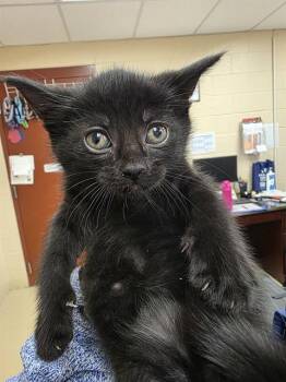 Domestic Short Hair Cats Available for Adoption in Aliquippa, Pennsylvania - CUTTLEFISH | PetCurious