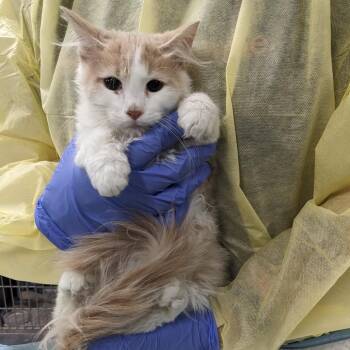 Affogato -  Domestic Long Hair Cat for Adoption in Salt Lake City, Utah - Affogato | PetCurious