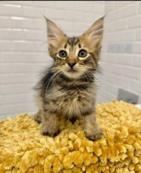 PEPSI -  Domestic Long Hair Cat for Adoption in Miami, Florida - PEPSI | PetCurious