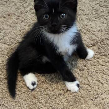 Raven -  Domestic Short Hair and Tuxedo Cat for Adoption in Concord, North Carolina - Raven | PetCurious