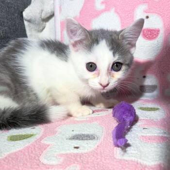 Rescue Domestic Short Hair Cats for Adoption in San Diego, California - Mercury | PetCurious