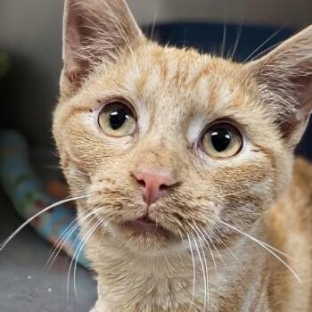 Orange Crush -  Domestic Short Hair Cat for Adoption in West Jefferson, Ohio - Orange Crush | PetCurious