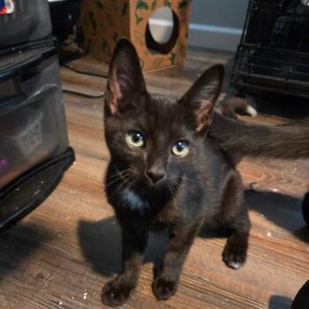 Little Duke -  Domestic Short Hair Cat for Adoption in Priest River, Idaho - Little Duke | PetCurious