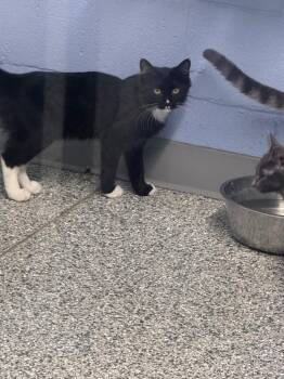 biggles -  Domestic Short Hair Cat for Adoption in Waverly, Tennessee - Biggles | PetCurious