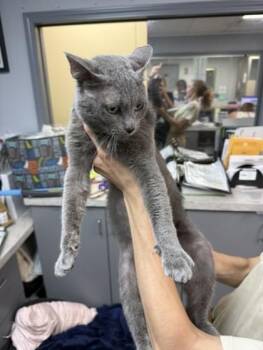 Scooter -  Domestic Short Hair Cat for Adoption in Conway, Arkansas - Scooter | PetCurious