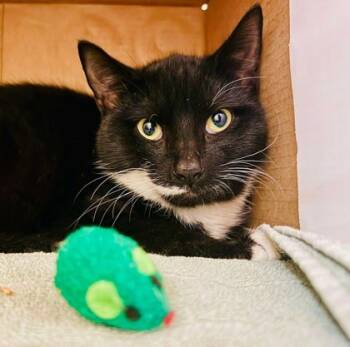 Rescue Domestic Short Hair Cats for Adoption in West Chester, Pennsylvania - Irish Spring | PetCurious