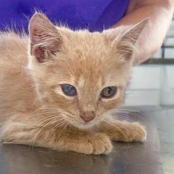 Celery -  Domestic Medium Hair Cat for Adoption in Chapel Hill, North Carolina - Celery | PetCurious