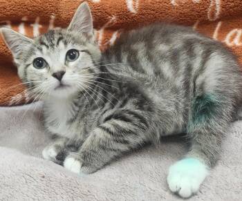 Lisa -  Domestic Short Hair Cat for Adoption in Little Rock, Arkansas - Lisa | PetCurious