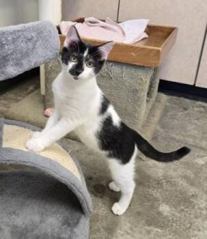 Rescue Domestic Short Hair Cats for Adoption in Larned, Kansas - Bart | PetCurious