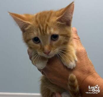 Hope -  Domestic Short Hair Cat for Adoption in Washington, District Of Columbia - Hope | PetCurious