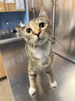 Domestic Short Hair Cats Available for Adoption in Minneapolis, Minnesota - CHRISTINE | PetCurious
