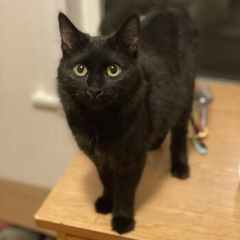 Domestic Short Hair Cats Available for Adoption - Debi | PetCurious