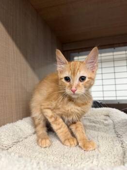 Jack -  Domestic Short Hair Cat for Adoption in Bossier City, Louisiana - Jack | PetCurious