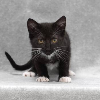 Domestic Short Hair Cats Available for Adoption - Gino | PetCurious