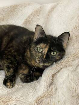 Gladys -  Tortoiseshell Cat for Adoption in Tacoma, Washington - Gladys | PetCurious