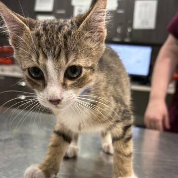 Preston -  Domestic Short Hair Cat for Adoption in Tampa, Florida - Preston | PetCurious