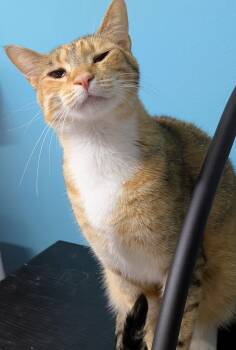 Maybelline -  Domestic Short Hair Cat for Adoption in Nacogdoches, Texas - Maybelline | PetCurious